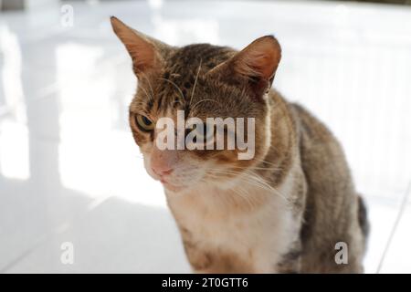 Nahaufnahme einer weißen, grau-braunen Katze, die unauffällig auf die Wand starrt Stockfoto
