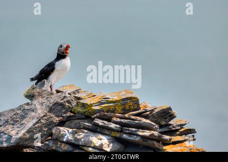 Noss Island ist wahrscheinlich der beste Ort, um Puffins auf den Shetland Islands zu beobachten. Stockfoto