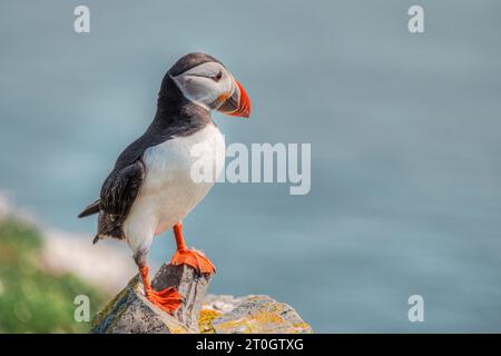 Noss Island ist wahrscheinlich der beste Ort, um Puffins auf den Shetland Islands zu beobachten. Stockfoto