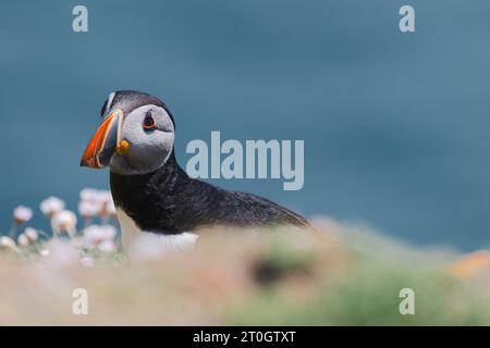 Noss Island ist wahrscheinlich der beste Ort, um Puffins auf den Shetland Islands zu beobachten. Stockfoto