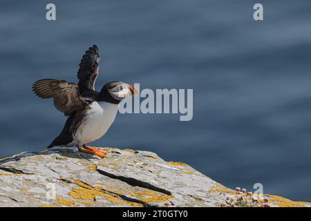 Noss Island ist wahrscheinlich der beste Ort, um Puffins auf den Shetland Islands zu beobachten. Stockfoto