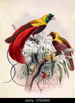 Roter Paradiesvogel, Illustration aus dem 19. Jahrhundert Stockfoto