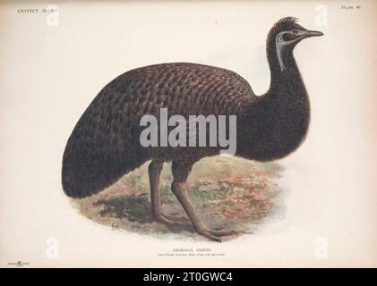 King Island emu, Illustration Stockfoto
