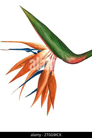 Paradiesvogel (Strelitzia sp.), Illustration aus dem 19. Jahrhundert Stockfoto