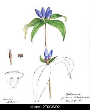 Enzianblume, Illustration des 19. Jahrhunderts Stockfoto