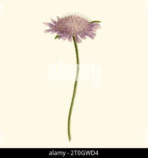 Blume, Illustration aus dem 19. Jahrhundert Stockfoto