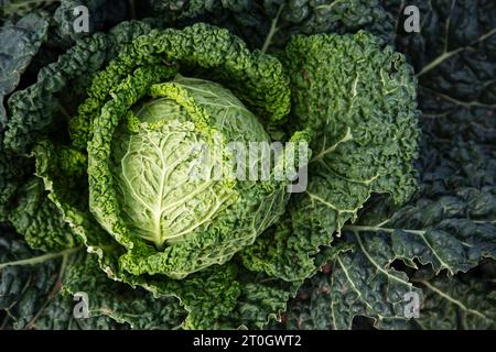 Nahaufnahme von grünem wirsingkohl, der im Boden wächst Stockfoto