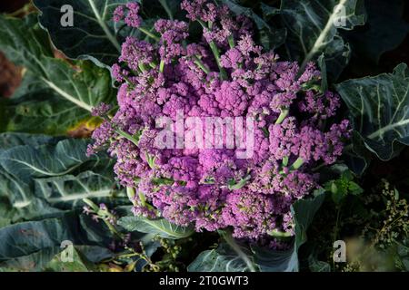 Violett blühender Blumenkohl Stockfoto