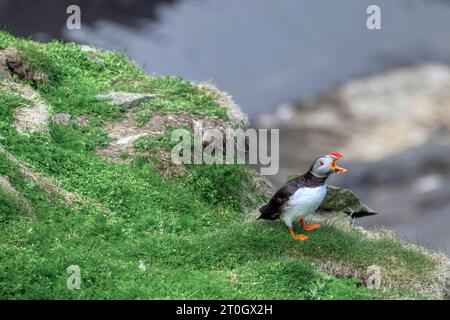 Papageientaucher am Sumburgh Head, einer Landzunge an der Südspitze des Shetland Mainlands. Stockfoto