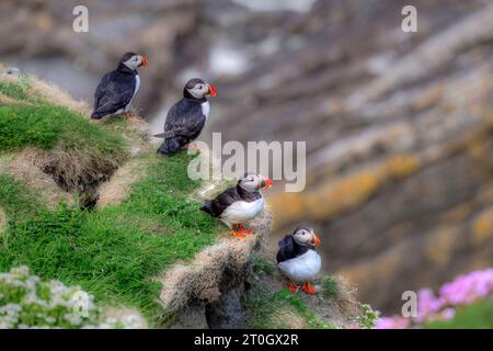 Papageientaucher am Sumburgh Head, einer Landzunge an der Südspitze des Shetland Mainlands. Stockfoto