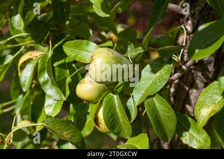 Nahaufnahme von Birnen, die immer noch vom Baum hängen. Stockfoto