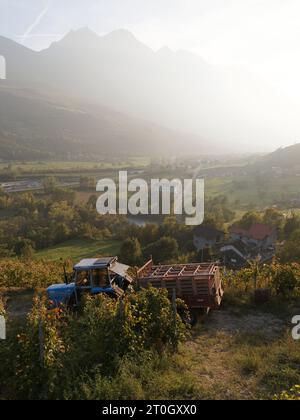 Traktor und Anhänger mit frisch geernteten Trauben während der Traubenernte alias Vendemmia in NUS im Aostatal NW Italien, September 2023 Stockfoto