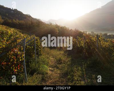 Weinberg in NUS während die Sonne durch den Nebel eines Herbstmorgens scheint, Aosta Valley NW Italy, September 2023 Stockfoto