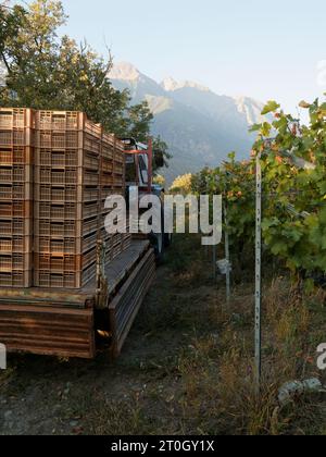 Traktor und Anhänger mit Tabletts in einem Weinberg während der Traubenernte alias Vendemmia an einem Herbstmorgen. NUS, Aosta Valley NW Italien, September 2023 Stockfoto