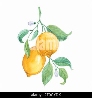 Ein hängender Ast mit zwei Zitronen. Exotische Sommerfrüchte im Provence-Stil. Gelbe Zitrusfrüchte. Aquarellabbildung. Stockfoto
