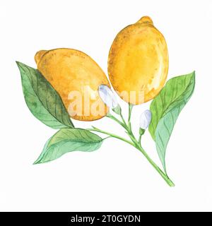 Ein Zweig mit zwei Zitronen. Exotische Sommerfrüchte im Provence-Stil. Gelbe Zitrusfrüchte. Aquarellabbildung. Stockfoto