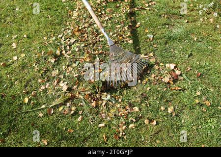 Herbstbirkenblätter und gemähtes Gras mit einem Metallblattrecht auf dem Rasen harken. Niederländischer Garten, Herbst, Oktober, Niederlande. Stockfoto