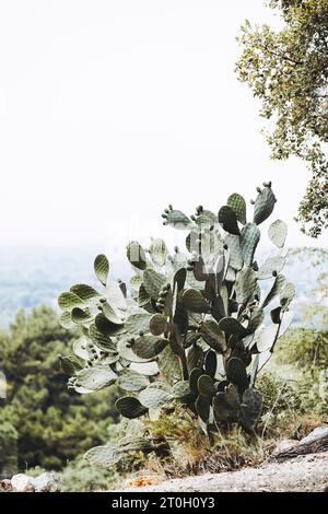 Riesiger Kaktuskaktus Stockfoto