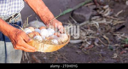 Ein männlicher Bauer hält Hühnereier in der Hand. Selektiver Fokus. Stockfoto