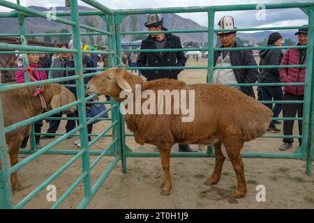 Bokonbayevo, Kirgisistan - 22. September 2023: Schafe auf dem Bokonbayevo Markt in Issyk Kul See, Kirgisistan. Stockfoto