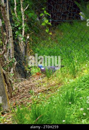 Eine Taube mit grauen Federn und weißem Muster am Hals. Ein Vogel spaziert lässig auf dem Gras neben einem verdrehten Drahtzaun Stockfoto