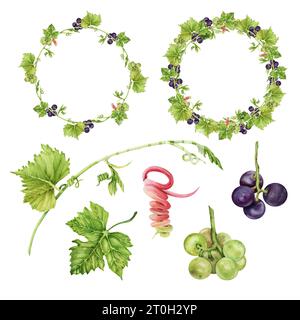 Set isolierter Weinsammelelemente. Runde Rahmen mit grünen und violetten Trauben und Blättern. Aquarellabbildung auf weißem Hintergrund Stockfoto
