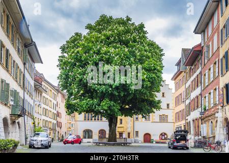 Burgdorf, Schweiz - 16. Mai 2023: Großer Kastanienbaum in der Altstadt von Burgdorf, Kanton Bern in der Schweiz bei bewölktem Tag Stockfoto