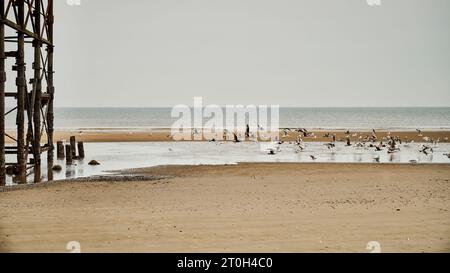 Gestörte Möwen fliegen vom Strand ab Stockfoto