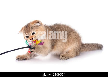 scottish fold kitten in front of white background Stockfoto