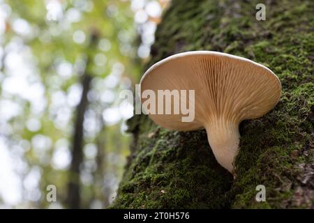 Pilze wachsen auf einem Baumstamm im Herbstwald. Genießbarer Herbst-Eiche-Austernpilz. (Pleurotus dryinus). Stockfoto