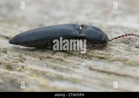 Natürliche Nahaufnahme auf einem braunen, haarigen, klickenden Käfer Athous haemorrhoidalis, der auf Holz sitzt Stockfoto