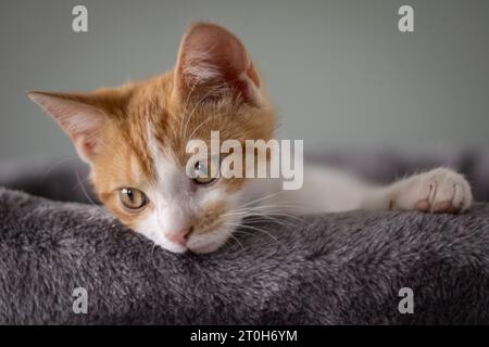 Vier Monate altes Kätzchen, das in seinem Bett lag und über den Rand blickte Stockfoto