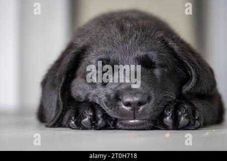 Der schwarze labrador-Retriever-Welpe schläft auf dem Boden Stockfoto