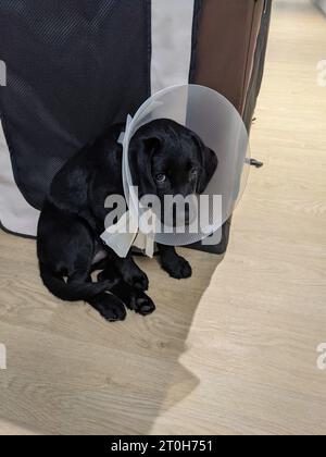 Schwarzer labrador-Retriever-Welpe beim Tierarzt, der einen Schamkegel trägt Stockfoto