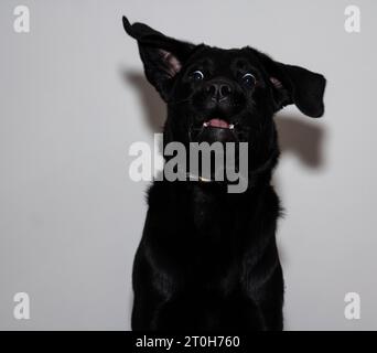 Black labrador Retriever versucht einen Keks zu fangen Stockfoto