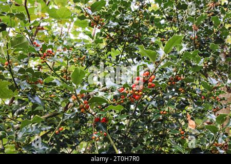 Eine Fülle von gebündelten Beeren auf einem stechpalmenbusch. Ein traditionelles Bild auf Weihnachtskarten und die Herbstsaison im Allgemeinen. Stockfoto