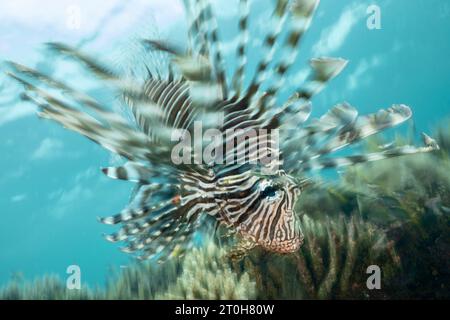 Das Leben in der Mayotte Lagune Stockfoto