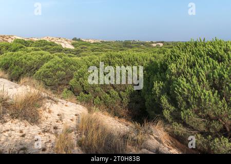 Blick auf die Landschaft im Coto Donana Nationalpark, Andalusien, Spanien Stockfoto