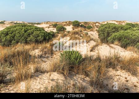 Blick auf die Landschaft im Coto Donana Nationalpark, Andalusien, Spanien Stockfoto
