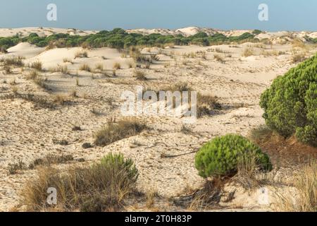 Blick auf die Landschaft im Coto Donana Nationalpark, Andalusien, Spanien Stockfoto