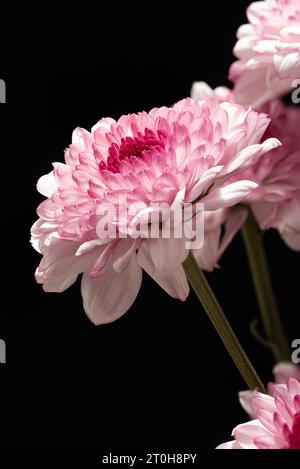 Makrororosa und weiße Chrysanthemenblume auf schwarzem Hintergrund Stockfoto