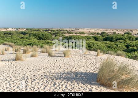 Blick auf die Landschaft im Coto Donana Nationalpark, Andalusien, Spanien Stockfoto