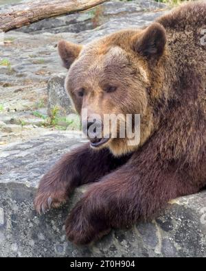 Ussuri Braunbär ruht in der Bärengrube in Bern, Schweiz Stockfoto