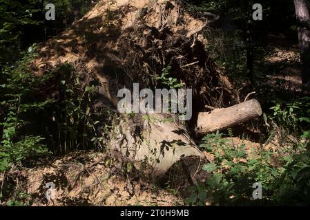 Der Stump of A Tree als ökologischer Teil in der Natur The Stump of A Tree Credit: Imago/Alamy Live News Stockfoto