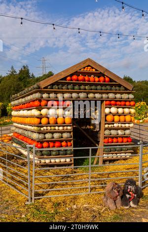 Totton, Hampshire, Großbritannien. Oktober 2023. Tausende von Menschen besuchen die Sunnyfields Farm in Totton, Hampshire an einem warmen, sonnigen Tag, um schaurige Abenteuer und fangtastische Ausstellungen zur Pumpkin Time zu erleben, wenn Halloween näher rückt. Haus aus Reihen von verschiedenfarbigen Kürbissen mit zwei süßen Hunden saßen davor. Quelle: Carolyn Jenkins / Alamy Live News Stockfoto