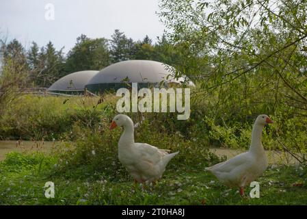 Biogasanlage, Grosserlach, Naturpark Schwäbisch-Fränkischer Wald, Heilbronn-Franken, Baden-Württemberg, Deutschland Stockfoto