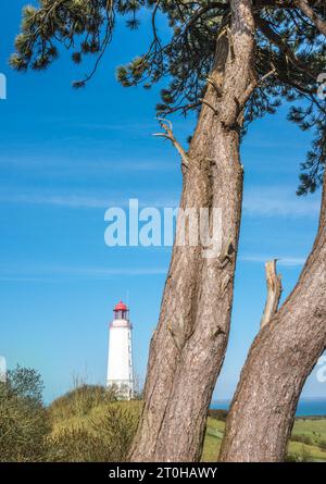 Gelisteter Leuchtturm oder Leuchtturm Dornbusch am Schluckswiek oder Schluckwieksberg hinter Schottenkiefer (Pinus sylvestris) (oder Schottenkiefer) (gemeine Kiefer) Stockfoto