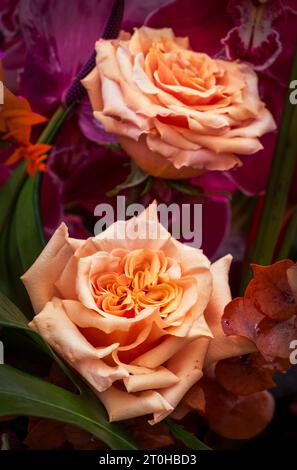 Blumenausstellung im großen Pavillon auf der Chelsea Flower Show 2023 in London, Großbritannien. Stockfoto