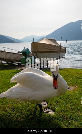 Schwan und Boot im Hintergrund und Luganer See mit Berg an einem sonnigen Sommertag in Bissone, Tessin, Schweiz Stockfoto