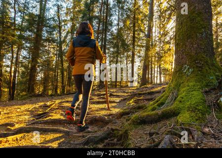 Eine junge Frau, die bei Sonnenuntergang durch den wunderschönen Wald spaziert. Artikutza Wald in Oiartzun, Gipuzkoa. Baskenland Stockfoto